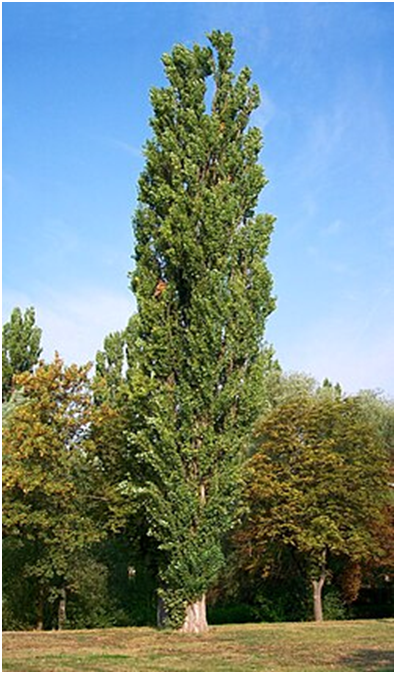 ÁLAMO N