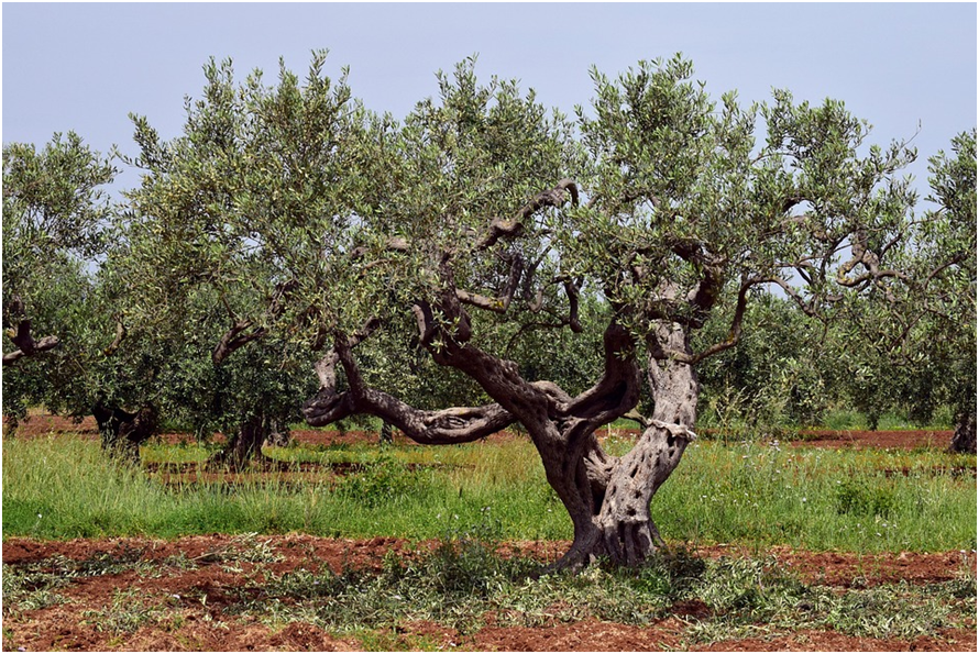 OLIVO